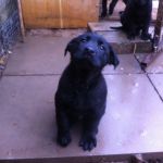 Asha