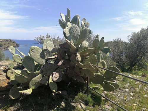 Cactus donde la gente pone sus iniciales