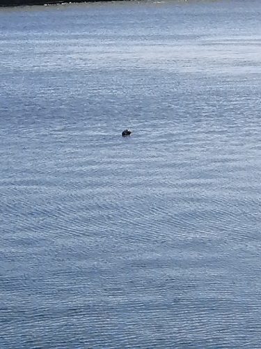 Seal