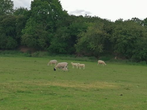The sheeps