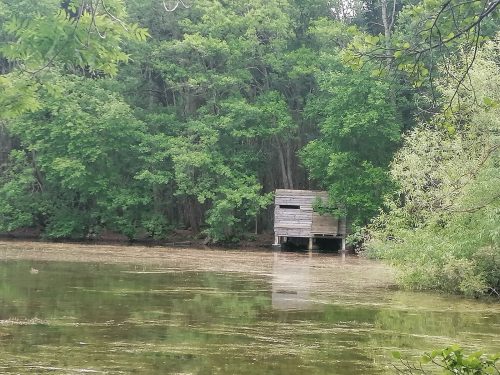 Bird hide