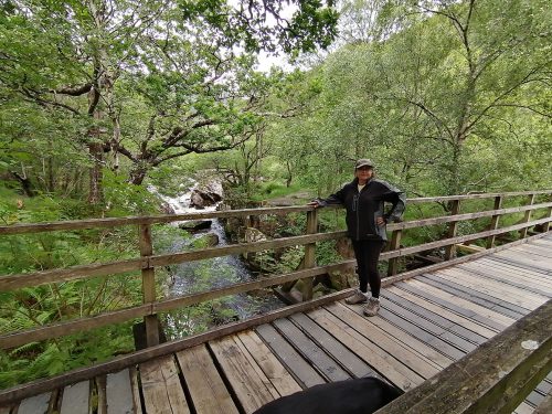 Paddy Bridge