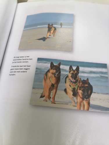 Libro de animales que pasan por el camping