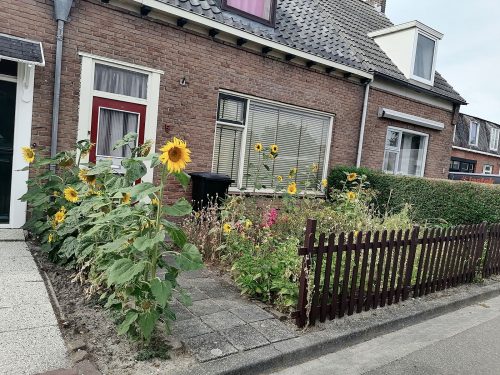 Girasoles