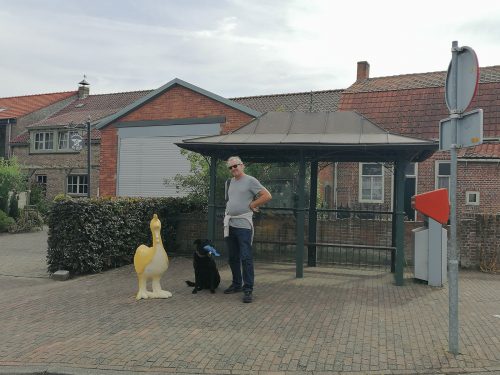 Un pato en la calle