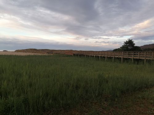 Wood path to the beach