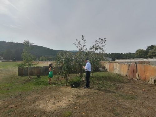 Taking apples in the garden