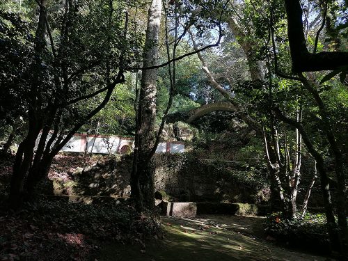 Camellia garden