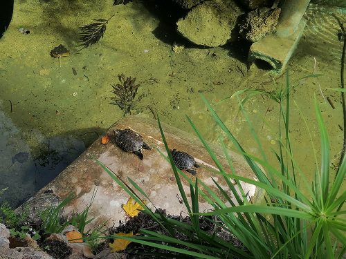 Turtle Fountain