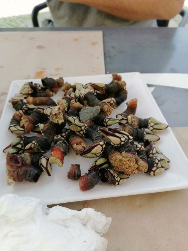 More barnacles!