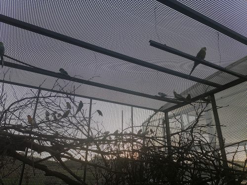 All kinds of colourful birds