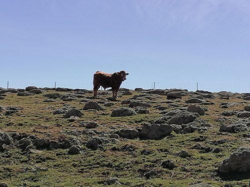 One of the bulls on the farm
