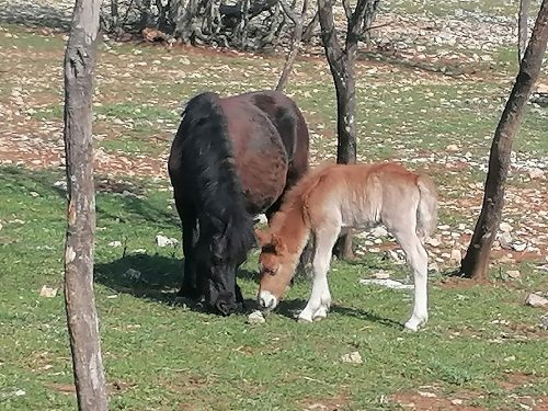 Baby pony