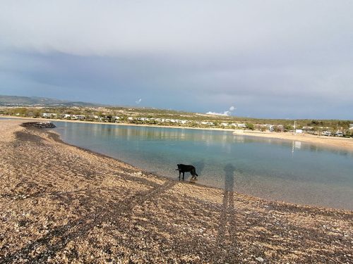 Dog beach