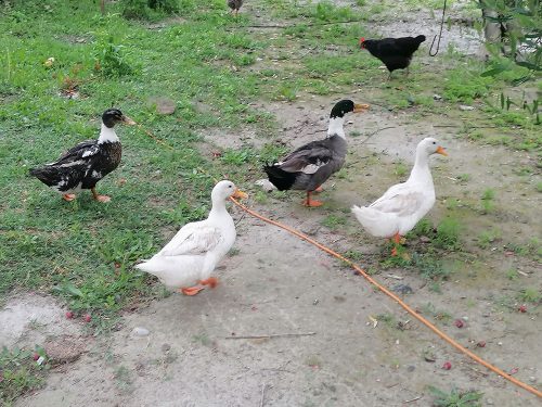 Ducks and chickens