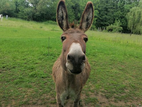 Stuart the donkey