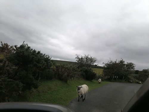 Sheep in the middle of the road