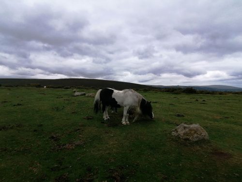 Dartmoor poni