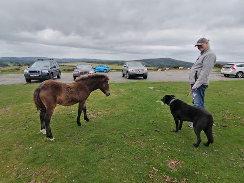 The foal following Asha