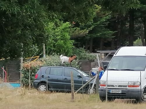 La revoltosa en lo alto de un coche!