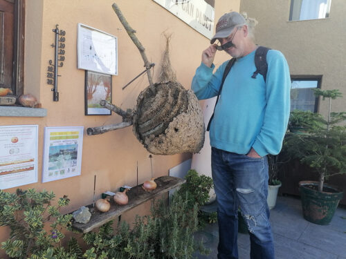 Wasp nest?