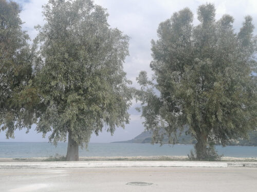 Vista desde nuestra parcela