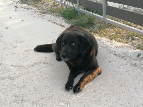 Perro callejero que nos visitaba cada día 