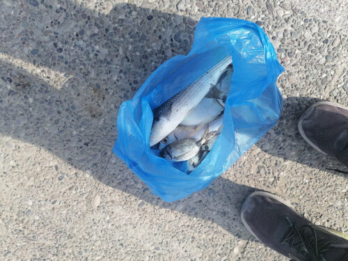 The fish we buy