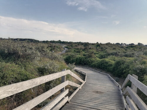 A través de los humedales