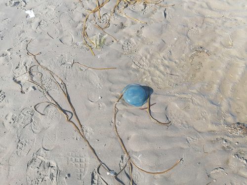 Medusa Azul